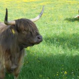 Bild anzeigen: Hochlandrinderzucht Lichtensteg Weide