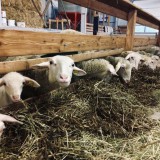 Bild anzeigen: Schafmilch Schmankerl Langeder Schafstall