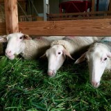 Bild anzeigen: Schafmilch Schmankerl Langeder Gr&uuml;nfutter