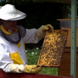 Bild anzeigen: Imkerei Havranek Andreas am Bienenstock