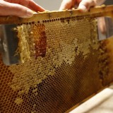 Bild anzeigen: Imkerei Havranek Bienenwabe