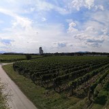 Bild anzeigen: Weinbau Knötzl Weinberge