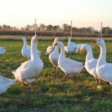 Bild anzeigen: Gänse auf einer Wiese