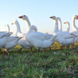 Bild anzeigen: Gänse auf Wiese