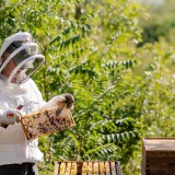 Bild anzeigen: Imkerei Jelinek beim Schauen nach den Bienen