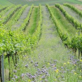 Bild anzeigen: Weinbau Kaiser Rieden