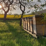 Bild anzeigen: Pfaffeneders Wabenreich Bienenstöcke