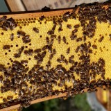 Bild anzeigen: Pfaffeneders Wabenreich Bienenwabe