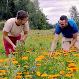 Bild anzeigen: Kräuterhof Zach bei der Ernte