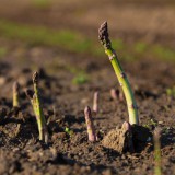 Bild anzeigen: Spargel am Feld