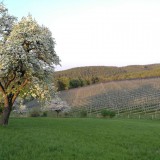 Bild anzeigen: Most Michl Weinberge