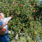 Bild anzeigen: Lindenhof Peter Eisenkölbl beim Äpfel pflücken