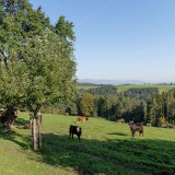 Bild anzeigen: Lindenhof Rinder auf der Weide