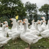 Bild anzeigen: Straußenland Gärtner Gänse