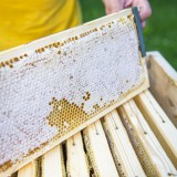 Bild anzeigen: Bienenhof Kolm: Bienenstock und Honigwabe