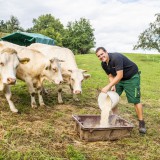 Bild anzeigen: Heurigen Riegler: Rinder werden gefüttert