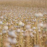 Bild anzeigen: Waldviertler Mohnhof Greßl Mohnfeld