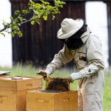 Bild anzeigen: Imkerei Stögerer Bienenstock