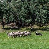 Bild anzeigen: Schafzucht Strobl Schafe