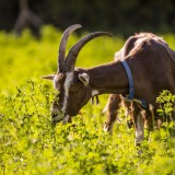 Bild anzeigen: Ziegenhof Klampfl: Ziege