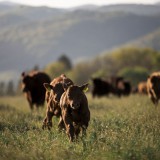 Bild anzeigen: Wachaubeef Bitter: Weidehaltung der Rinder