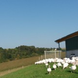 Bild anzeigen: Biohof Puchegger Putenweide