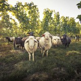 Bild anzeigen: Weingut Loimer Schafe biodynamisch