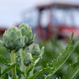 Bild anzeigen: Theuringer Artischocken am Feld