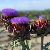 Bild anzeigen: Theuringer Artischocken in Blüte