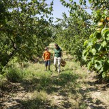 Bild anzeigen: Obstbau Kollmann Petra & Sohn im Obstgarten