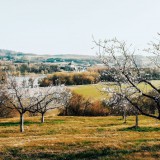 Bild anzeigen: Pemmer Wachau Marillenblüte im Frühling