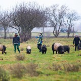 Bild anzeigen: Harbich's BioHofladen Wühlschweine