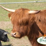 Bild anzeigen: Biohof Hubicek Highlandbeef