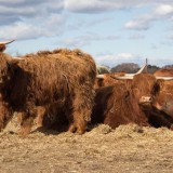 Bild anzeigen: Biohof Hubicek Hochlandrinder