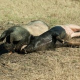 Bild anzeigen: Biohof Hubicek Schwäbisch Hällische Schweine