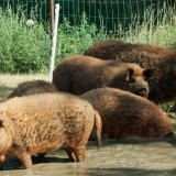 Bild anzeigen: Biohof Hubicek Rote Mangaliza