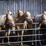 Bild anzeigen: Wegwartehof Pferde