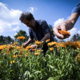 Bild anzeigen: Wegwartehof Ringelblumen