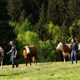 Bild anzeigen: Biohof Kleinrath Kühe