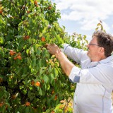 Bild anzeigen: Marillenhof Hackl Wolfgang bei der Ernte