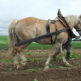 Bild anzeigen: Pferdearbeit am Feld