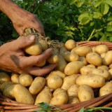 Bild anzeigen: Bioweingut Wiesinger Erdäpfel