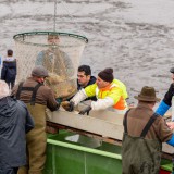 Bild anzeigen: Fische im Korb werden von Männern sortiert beim Abfischfest