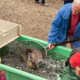 Bild anzeigen: Mann fischt Karpfen aus dem Becken am Abfischfest
