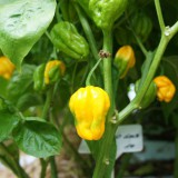 Bild anzeigen: Gelbe Chilipflanze
