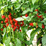 Bild anzeigen: Carolina Reaper