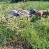 Bild anzeigen: Bio Freilandschweine in der Wiese