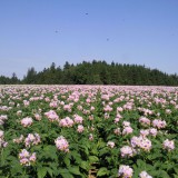 Bild anzeigen: Kartoffelblüten 2010