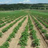 Bild anzeigen: Erdäpfel-Feld in Reihen