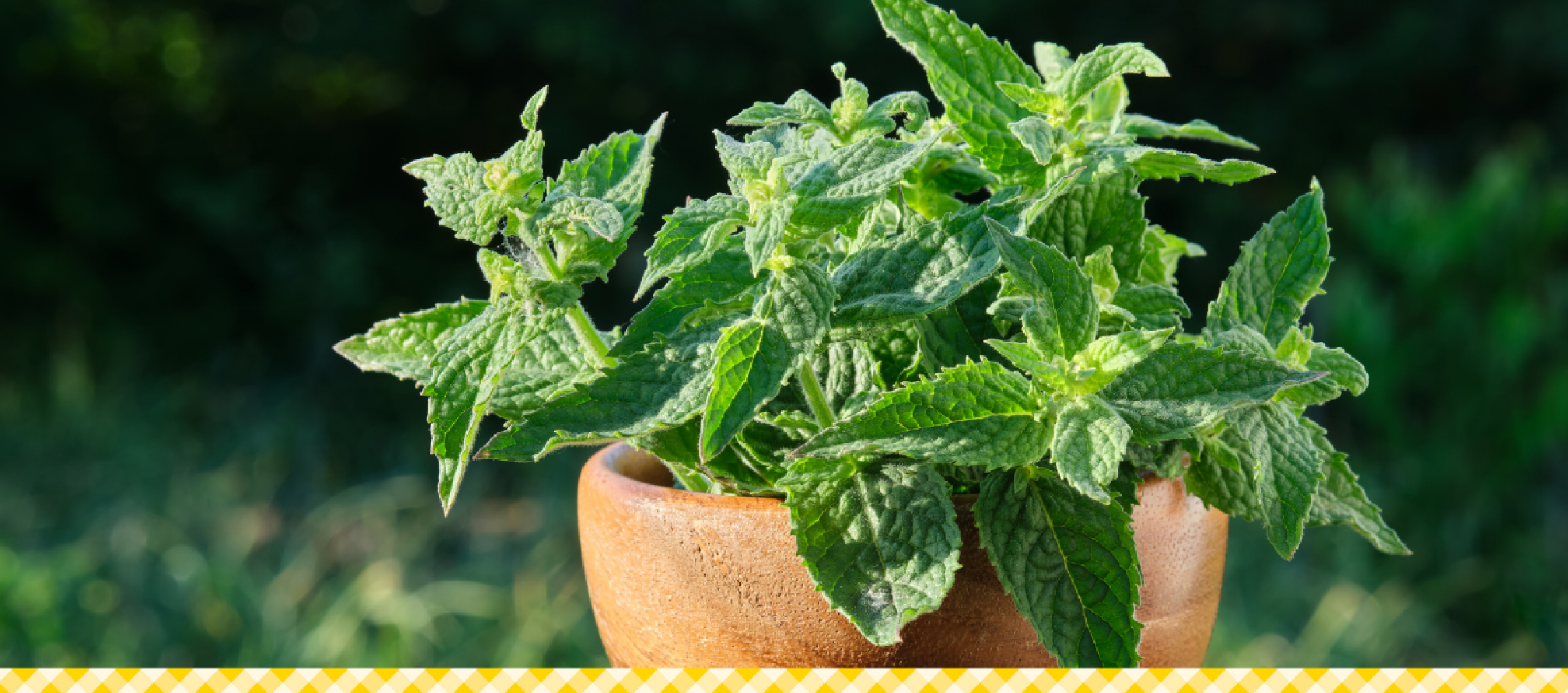 zitronenmelisse-website-reader-1